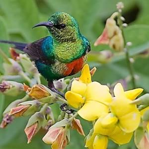 Satori landscape Satori landscape